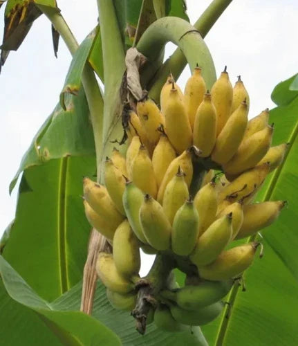 Dwarf Namwah Banana Tree - 4-6in Healthy Well-Rooted Musa acuminata for Indoor & Outdoor Gardens