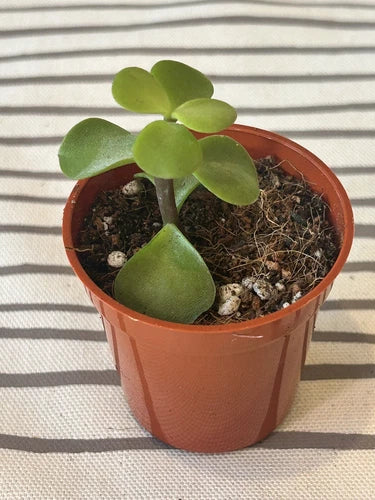 Rooted Jade Plant Succulent - Crassula ovata Money Plant for Indoor and Outdoor