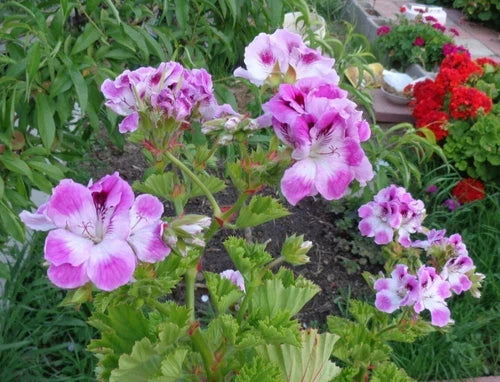 Pelargonium Regal Geranium Cuttings 6-inch Purple White Orchid-Like Blooms 2-Pack, Easy Care, Container Plant, Low Maintenance