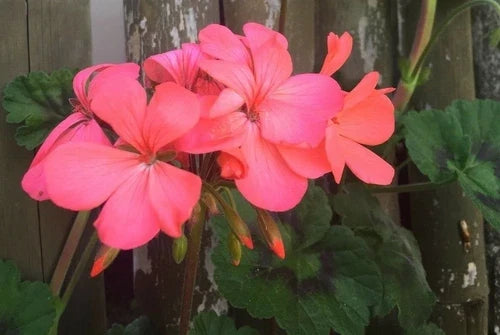 Pelargonium Zonal Geranium Cuttings 4x6" Orange Pink Live Plant Starter, Pelargonium x hortorum