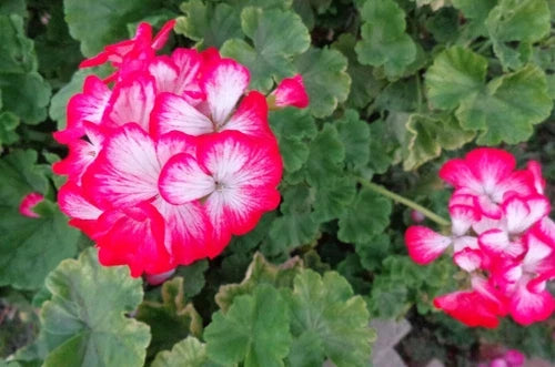 Rare Red & White Geranium Live Plant Cuttings – Pelargonium hortorum, Drought Tolerant, Easy to Root, Zone 5-10