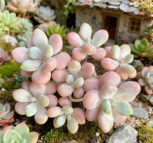 Rare Graptosedum Miul Succulent Plant - Bare Root Hybrid with Pastel Leaves for Indoor and Outdoor Decor