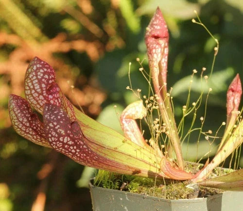 LIVE Carnivorous Pitcher Plant Scarlet Belle Sarracenia Hybrid - Beginner Friendly 3" Red Pitchers