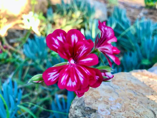 Hot Pink White Pelargonium Peltatum Trailing Ivy Geranium Live Cutting – Vibrant Bi-Color Flower for Hanging Baskets & Containers