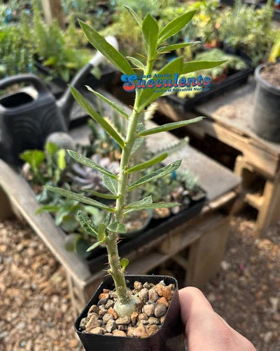 Pachypodium bispinosum Succulent - Live Rooted Plant in 2.25" Container - Exotic Madagascar Palm for Indoor & Outdoor