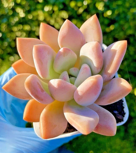 Graptoveria Opalina Succulent 2.75-Inch Live Plant, Rare Rosette, Indoor Outdoor Decor, Gift