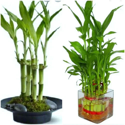 Lucky Bamboo Plant 7 Stalks 4" - Dracaena sanderiana for Feng Shui & Wedding Favors