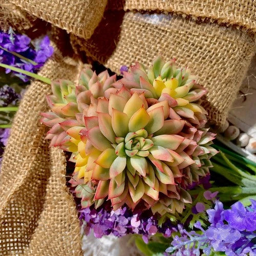 Live Succulent Echeveria Mebina Variegata Bare Root Plant for Home Decor, Wedding Gifts, Easy Care