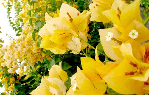 Well Rooted Bougainvillea Starter Plant - Gold Variety - Tropical Flowering Plant in Pot - Bougainvillea spp.