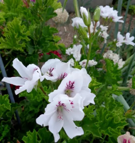Pelargonium Regal Geranium Cuttings 6" White Purple Orchid-Like Blooms 3-Pack | Easy Care Garden Plants