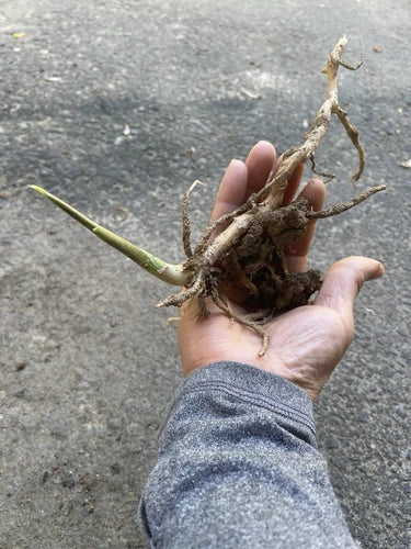 Japanese Myoga Ginger Plant with Root - Fresh Culinary Herb for Gardens - Zingiber mioga