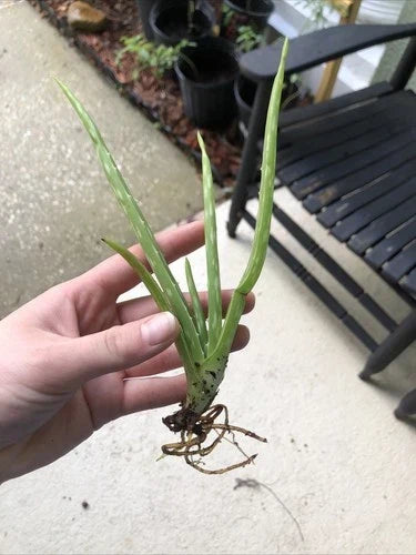 Aloe Vera Plant 7-8" Bare Root Edible Medicinal Herb for Home Gardening