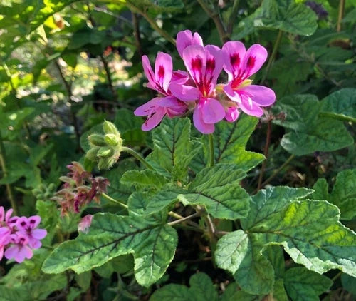 Lavender Pink Pepper Scented Pelargonium Geranium Live Plant Cuttings – Exotic Orchid-Like Blooms, Hardy, Low Maintenance