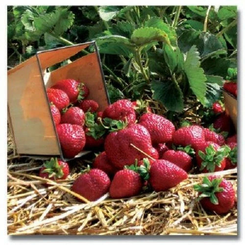 Quinault Everbearing Strawberry Plants - 25 Bare-Root Fragaria × ananassa, Disease Resistant, Sweet Berries, Compact Growth