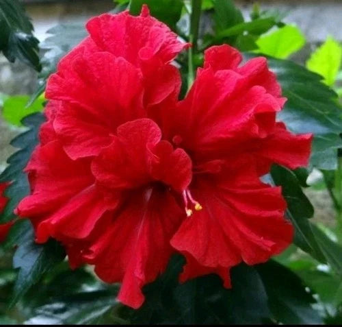 Double Red Hibiscus Live Plant - 5" Starter, Tropical Perennial, Hibiscus rosa-sinensis, Indoor Outdoor Garden Decor