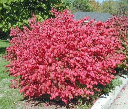 10 Dwarf Burning Bush Bare Root Plants Euonymus alatus Hardy Shrub for Landscaping & Hedges Zones 3-8