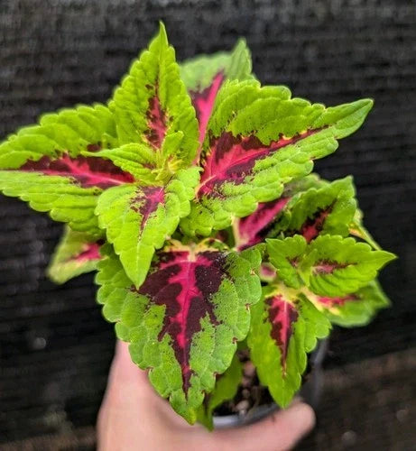 Coleus 'Heartbreaker' Live Plant 4" Pot - Vibrant Hot Pink, Burgundy & Lime Green Foliage