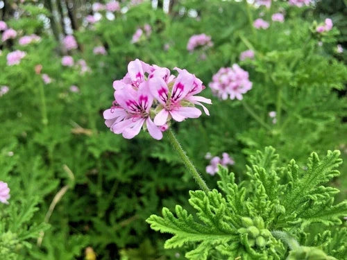 Pelargonium Citronella Lemon Scented Geranium Cuttings 3-Pack with Pink Flowers, Easy Propagation, Natural Mosquito Repellent