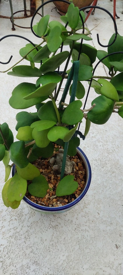 Hoya Kerrii Heart Cutting – 2-Leaf Sweetheart Vine Cutting with 1 Node for Easy Rooting