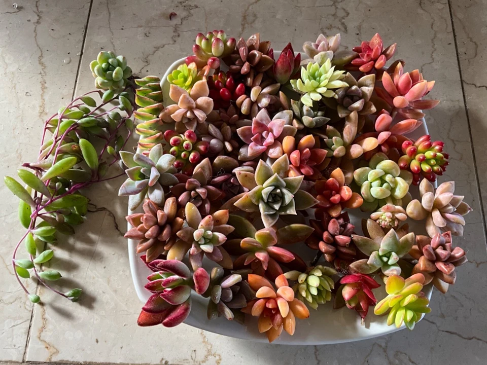 Colorful Succulent Cuttings 25 Pack - Mixed Live Unrooted Succulents for DIY Arrangements, Terrariums & Propagation