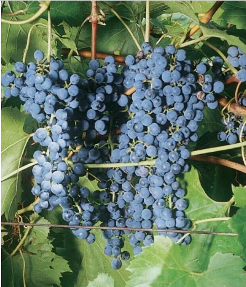 Frontenac Grape Vine Cuttings – Unrooted Hardwood Vines for Propagation, Vitis riparia × Vitis vinifera
