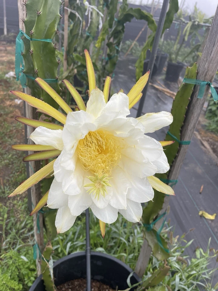 Dragon Fruit Cuttings - Orejona Variety, Unrooted Stem for Propagation, Climbing Cactus, Pitaya, Tropical Fruit Plant