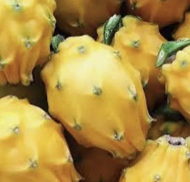 Yellow Dragon Fruit Palora Cutting 8-12 inch | Live Hylocereus Megalanthus for Fruit Gardens