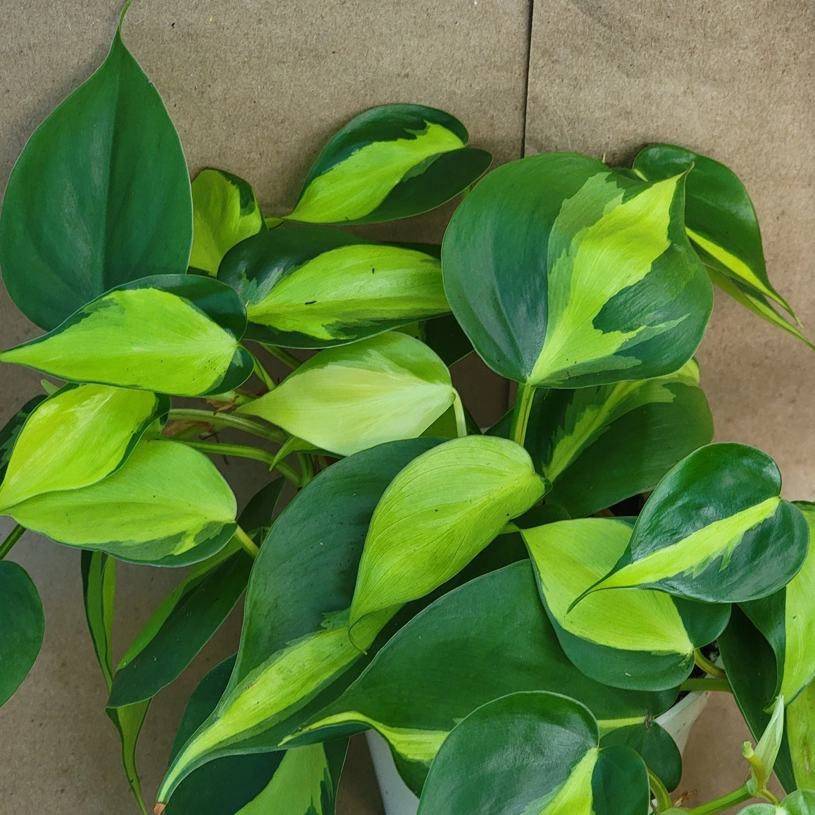 Philodendron Brasil Houseplant in 3-Inch Pot, Variegated Hederaceum, Indoor Vining Plant, Easy Care Tropical Houseplant