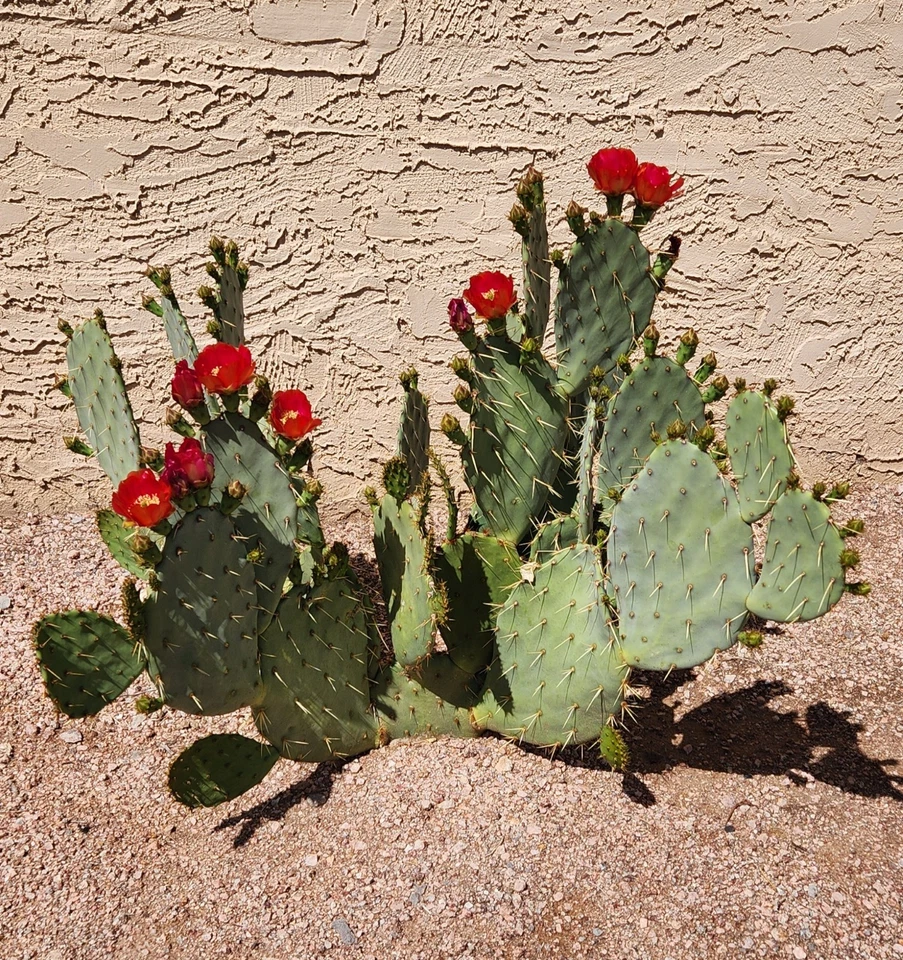 Opuntia 'Fruit Punch' Hybrid Prickly Pear Cactus Pad Cutting – Live Succulent for Desert Gardens & Xeriscaping