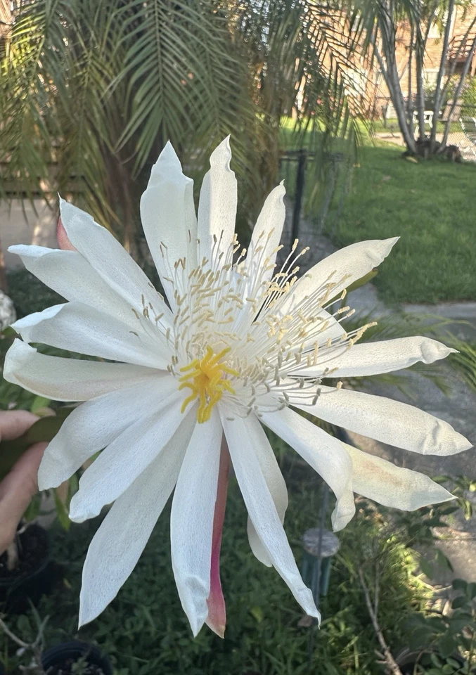 White Epiphyllum Hookeri Orchid Cactus Cuttings – Mature Fragrant Night Blooming Plant for Propagation