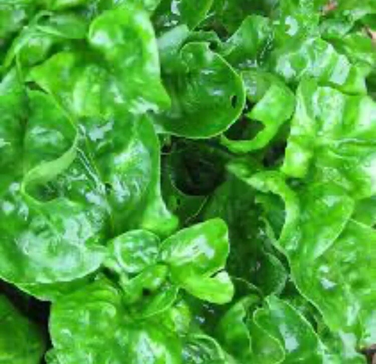 Brazilian Spinach Cuttings - 8 Live Alternanthera Sissoo Cuttings for Planting