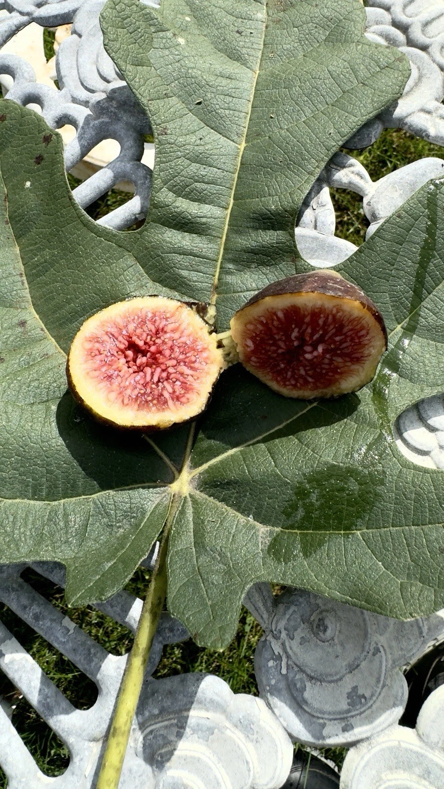 Brown Turkey Fig Cuttings – 8 Unrooted Ficus carica Fruit Tree Propagation Starter for Edible Gardens