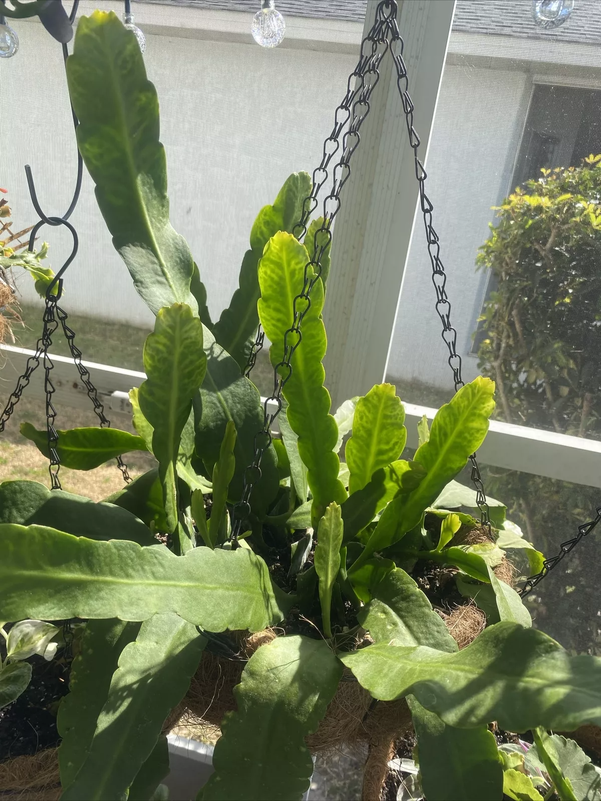 Rooted Epiphyllum Orchid Cactus Cuttings 2pcs | 10”+ Rooted Stems | Live Tropical Cactus Plant Starts