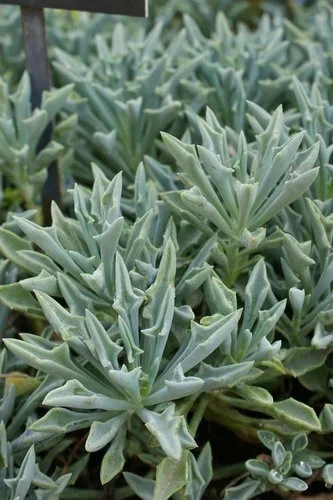 Succulent Cuttings Set of 3 – Senecio Kleiniformis Spear Plant, Unrooted Succulent Propagation, Blue-Green Foliage
