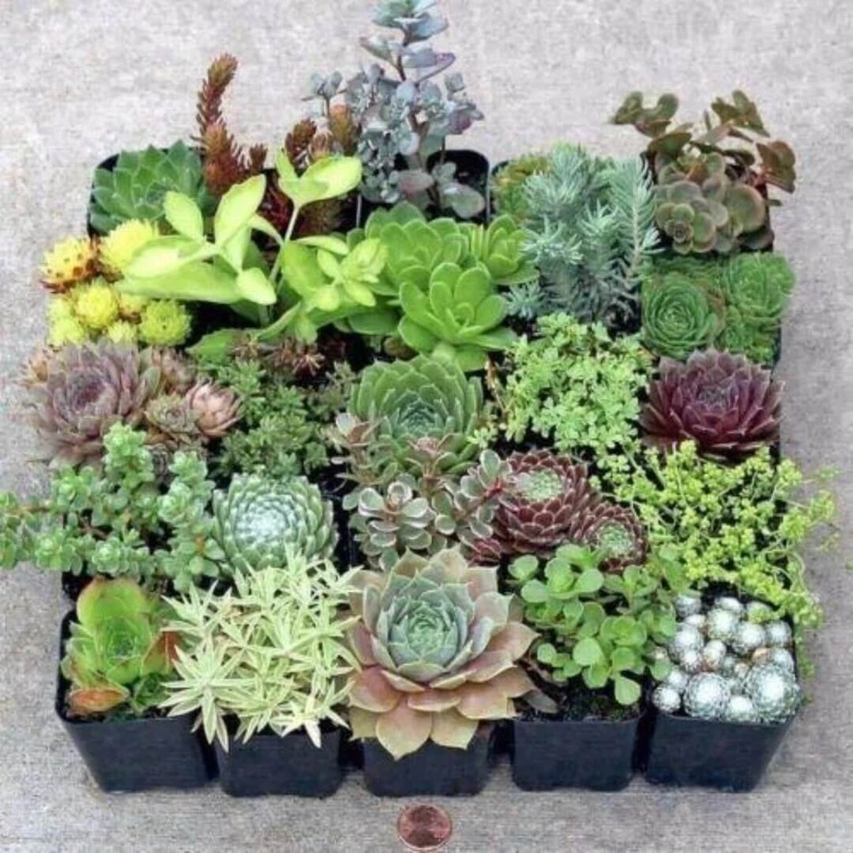 20 Succulent Cuttings - 10 Varieties Premium Mix for DIY Planters & Gardens