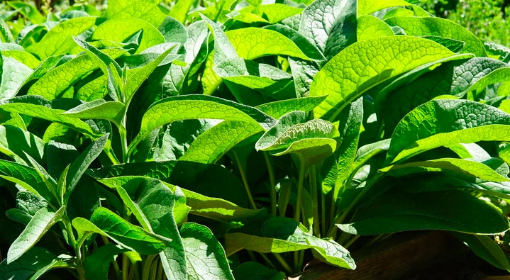 Comfrey Bocking 4 Root Crown Cutting – Symphytum × uplandicum Perennial for Garden, Fast-Growing, Hardy, Deep-Rooted, Fertilizer Plant