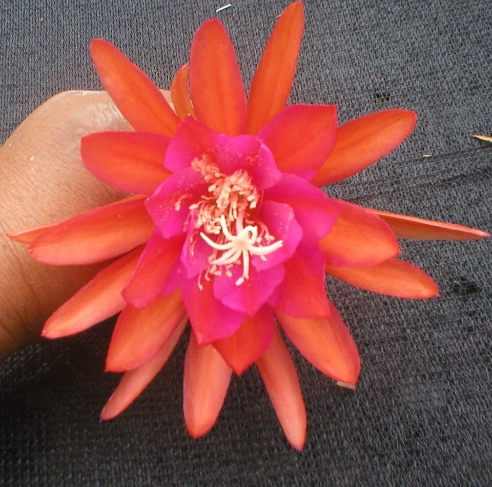 Epiphyllum ‘Germania’ Orchid Cactus Cutting – Don’s Hybrid with Large Blooms, Easy Rooting