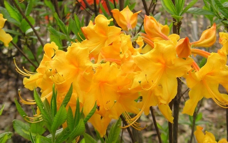 Appalachian Gold Aromi Azalea - Deciduous Rhododendron Small Starter Plant with Golden Spring Blooms for Landscaping