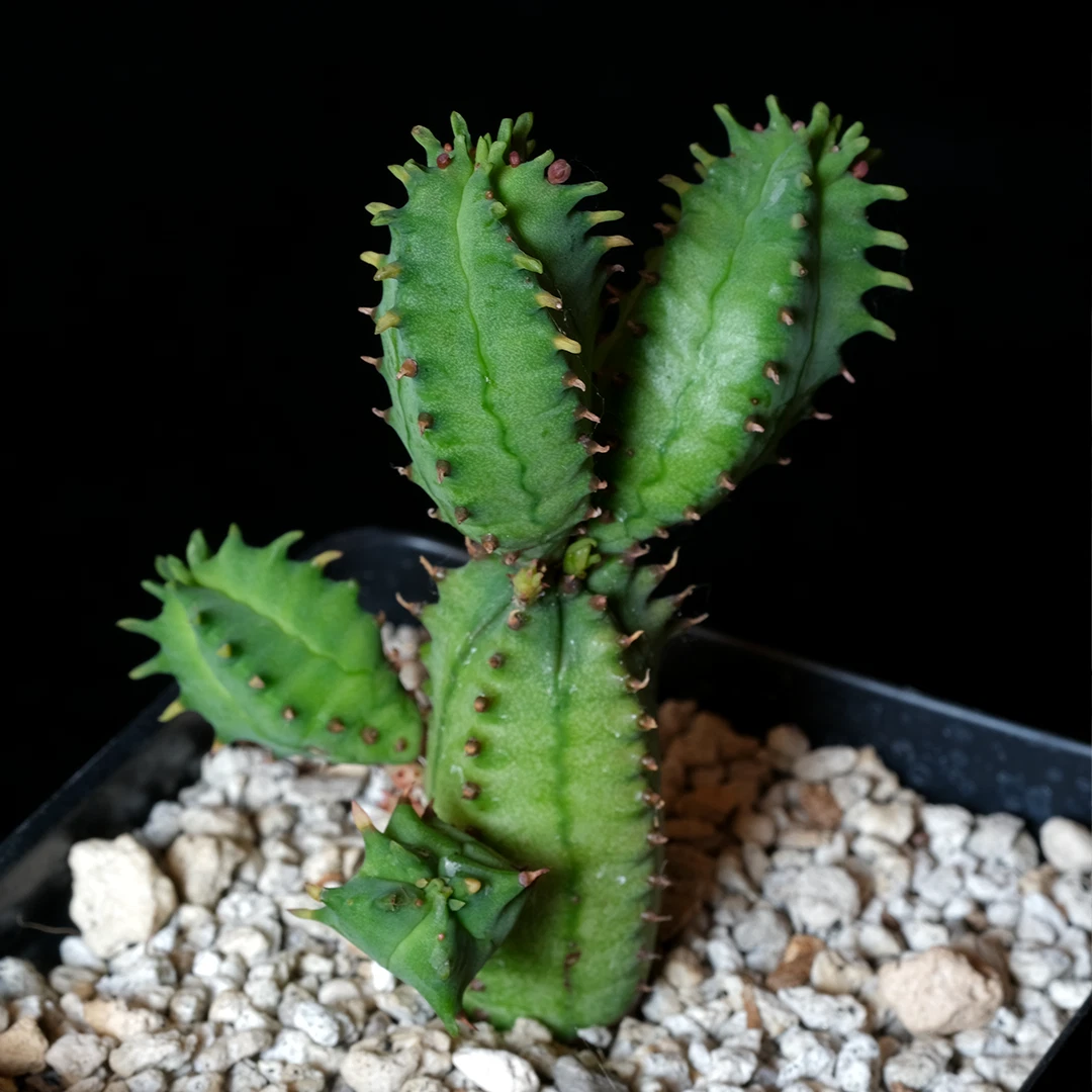 Euphorbia tubiglans Live Succulent in 3.25" Pot, Rare Caudex Cluster Plant for Indoor Growing & Collectors