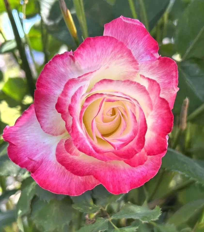 Double Delight Rose Live Cuttings – 5 Stems, Bicolor Fragrant Roses, Garden & Container Planting, Rosa ‘Double Delight’
