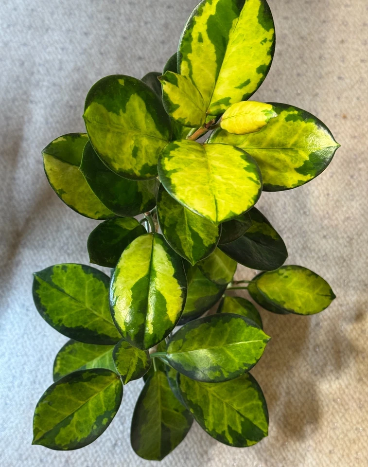 Hoya Australis Lisa Variegated Wax Plant Single Node Cutting for Indoor Propagation
