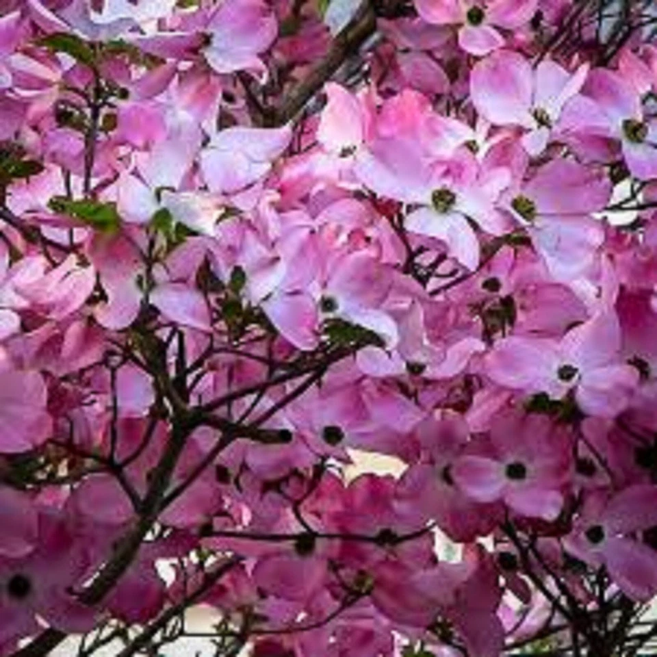 Pink Dogwood Tree Cuttings – 10 Live Unrooted Cornus florida Propagation Cuttings for Ornamental Landscaping