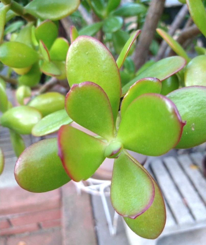 Crassula Ovata Jade Plant Cuttings – 15 Live Succulent Propagation Cuttings from Mature Plants