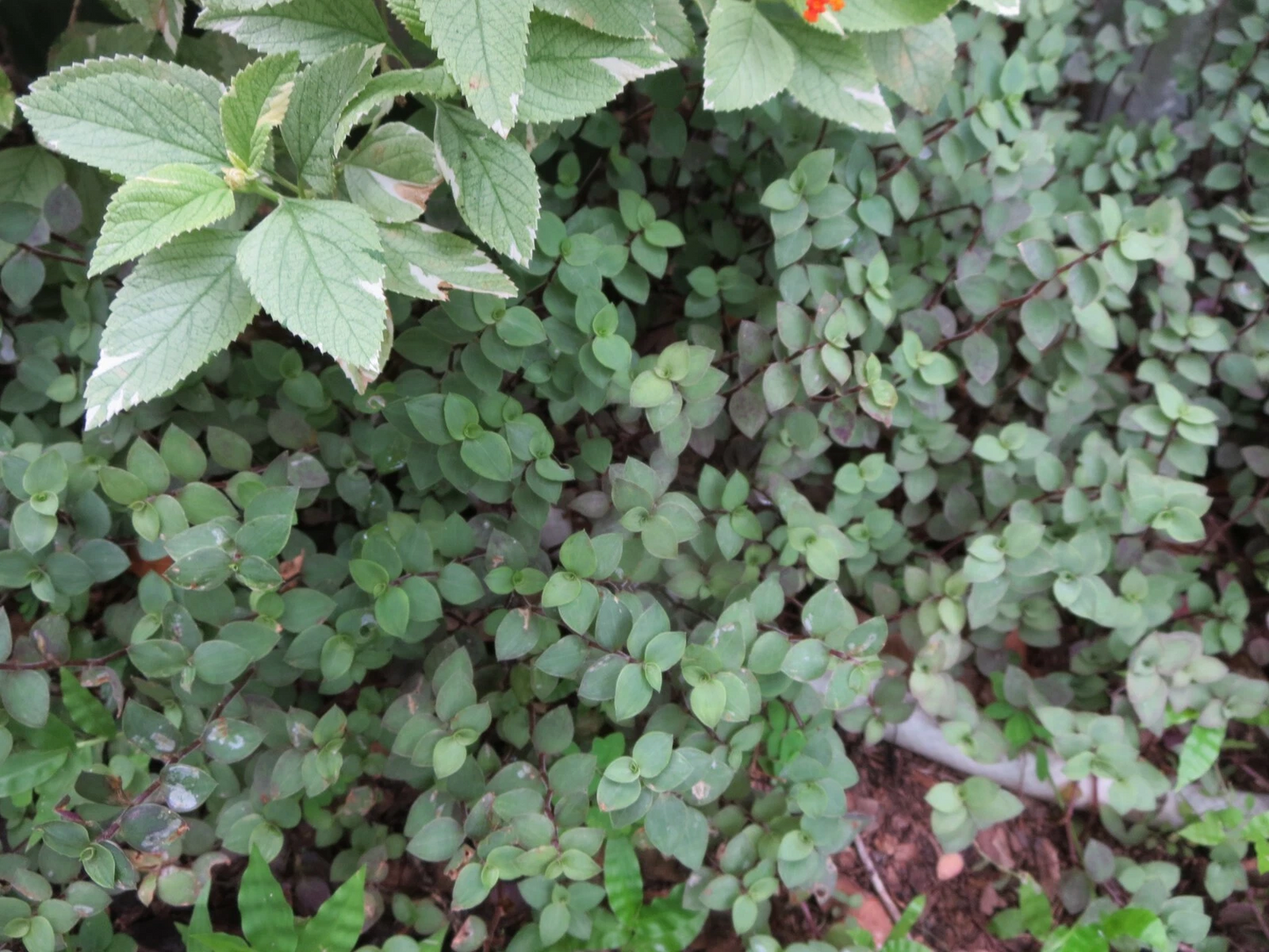 Tradescantia Repens Rooted Cuttings - 30 Live Dwarf Bolivian Wandering Jew Plants for Containers & Ground Cover