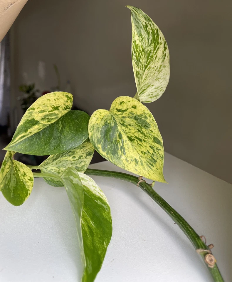 Marble Queen Pothos Cuttings 2-3 Pieces with 3 Leaves Each Unrooted Indoor Houseplant
