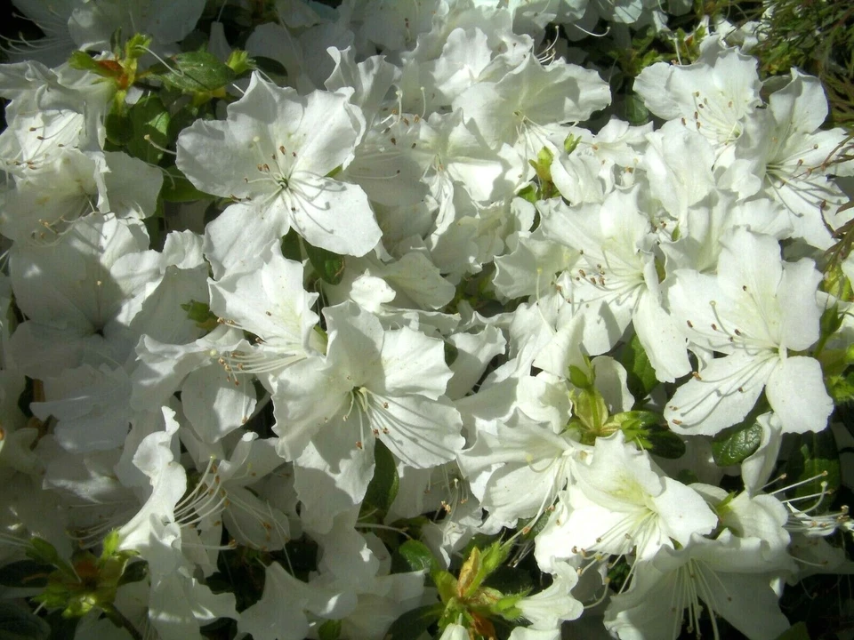White Azalea Cuttings – 7 Unrooted Shrub Stems with Large White Flowers for Propagation