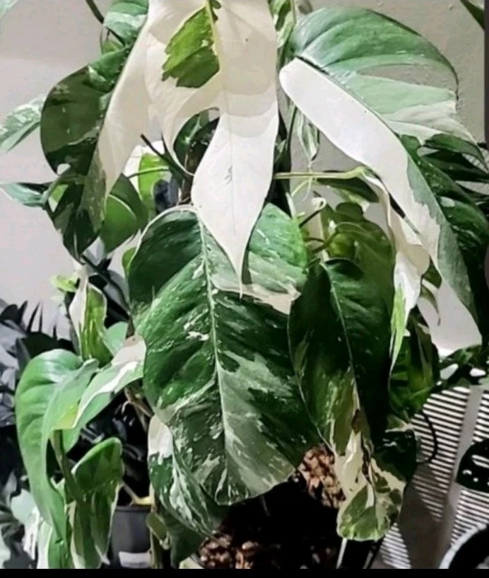 Unrooted Epipremnum Pinnatum 'Albo' Cuttings – Variegated Tropical Houseplant Propagation, Green & White Foliage