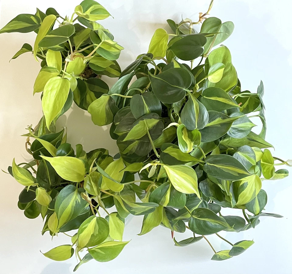 Philodendron Brasil Cuttings 2-3 Unrooted with 3 Leaves Indoor Houseplant for Propagation