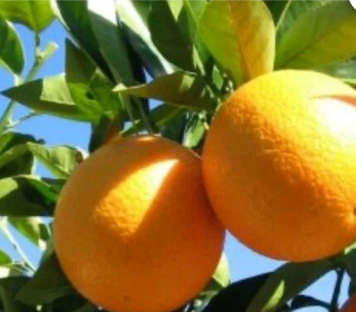 Valencia Orange Cutting 6-8 Inch Unrooted Citrus sinensis Grafting Propagation