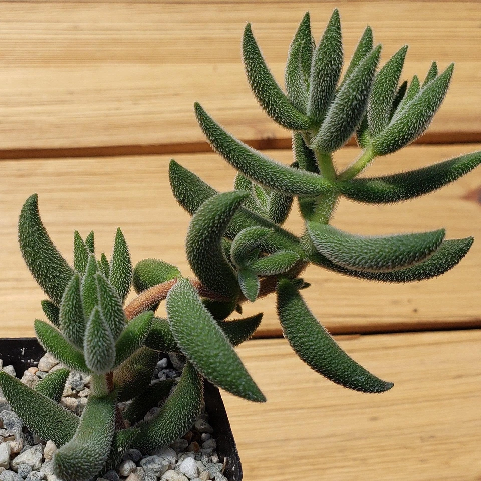 Crassula mesembryanthemoides ‘Hispida’ – Live Succulent in 2" Pot with Frosty Silvery Fuzzy Leaves